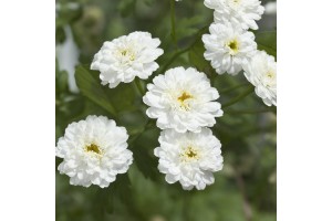 ACHILLEA PTARMICA BALLERINA SEEDS - PURE WHITE DOUBLE FLOWERS - 250 SEEDS