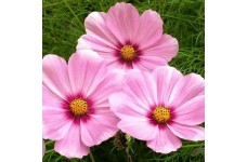 COSMOS BIPINNATUS SENSATION GLORIA SEEDS - ROSE PINK FLOWERS - 50 SEEDS